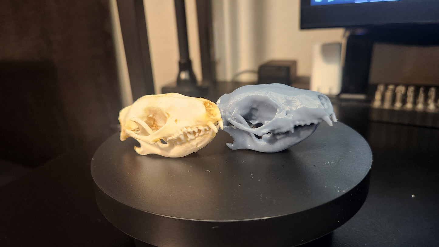 Creature Skull