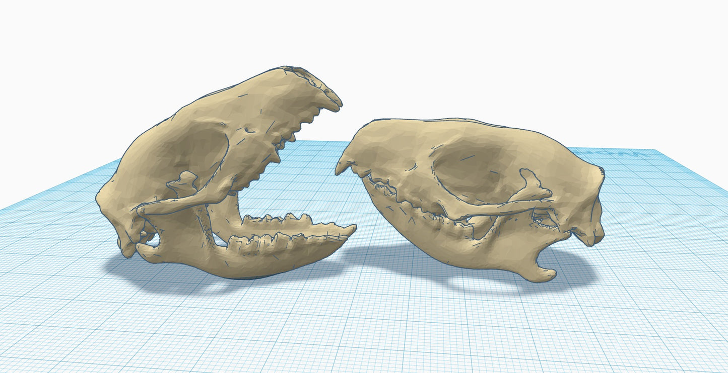 Creature Skull