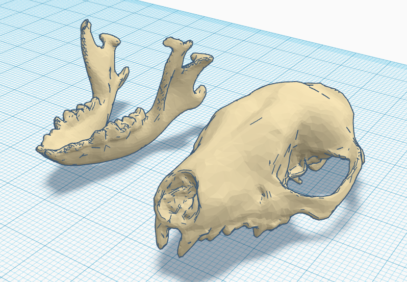 Creature Skull